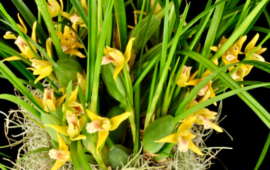 Maxillaria tenuifolia ‘Yamada’ FRAGRANT BS