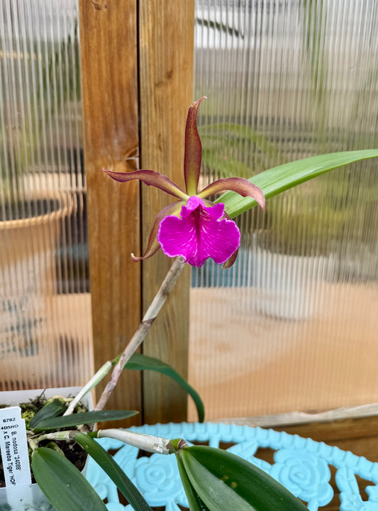 Bc. Tiger Butter HIGHLY FRAGRANT BS