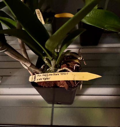 Procatavola Key Lime Stars IN SHEATH/BLOOM