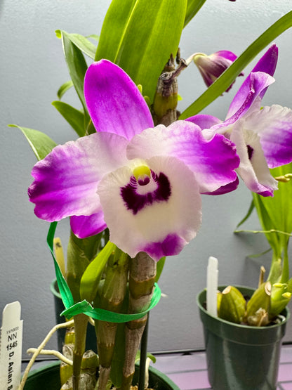 Dendrobium Asian Smile BS FRAGRANT