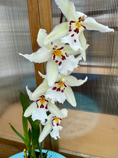 Beallara Ysabella ‘Lunar Eclipse’ BS