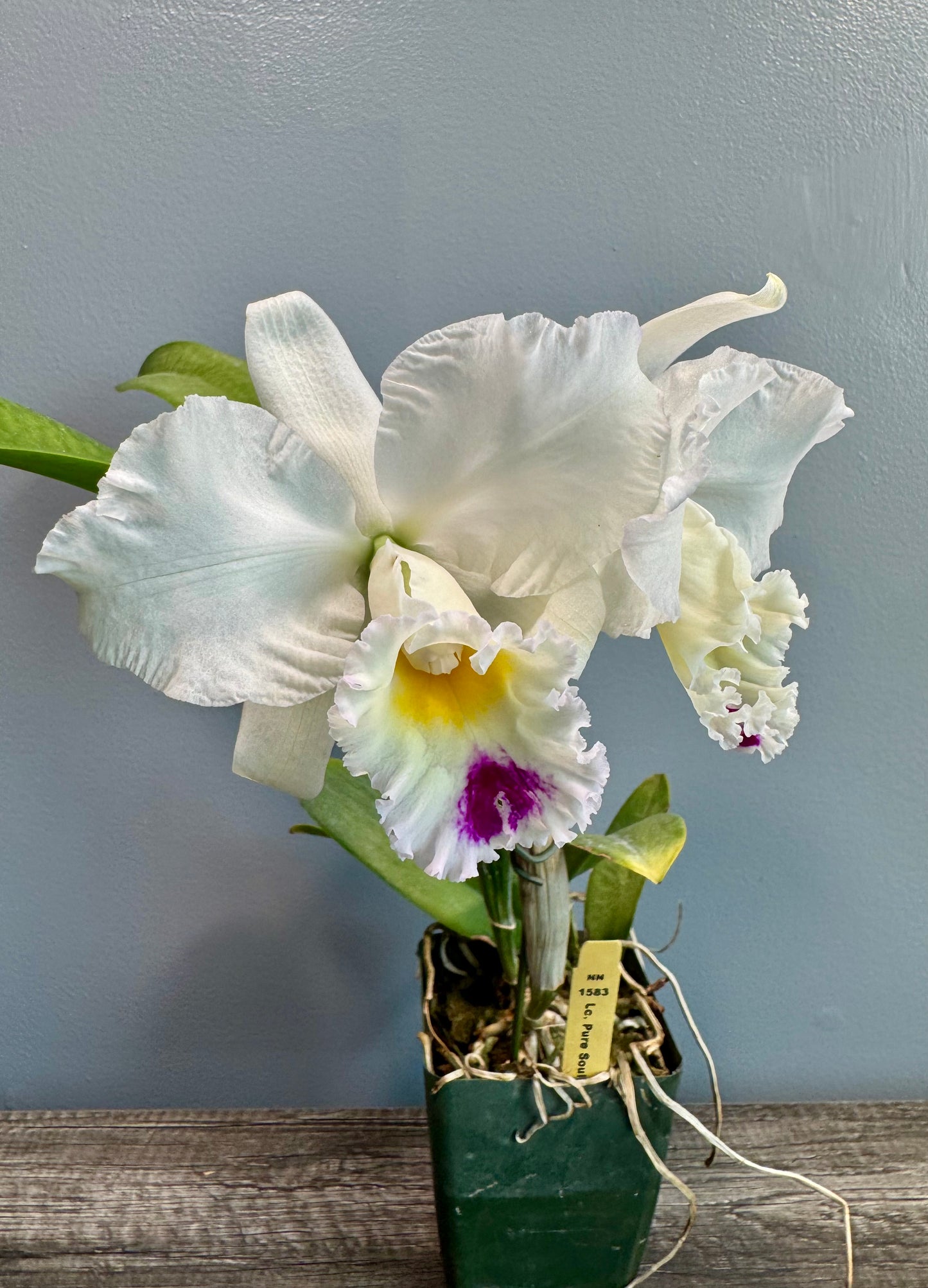 Lc. Pure Soul BS FRAGRANT