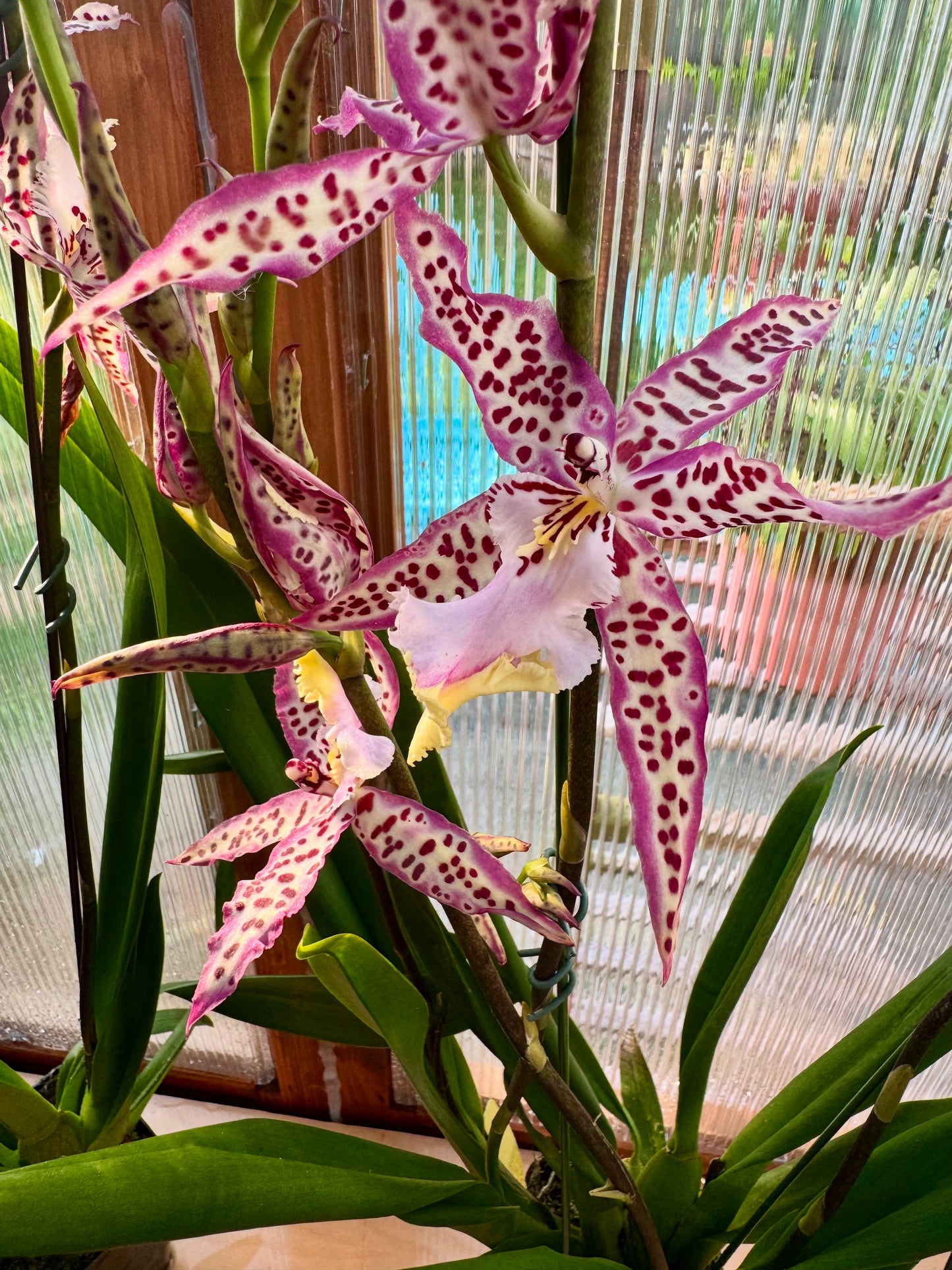 Aliceara Mem. Donald Yamada ‘FJ-72’ BS