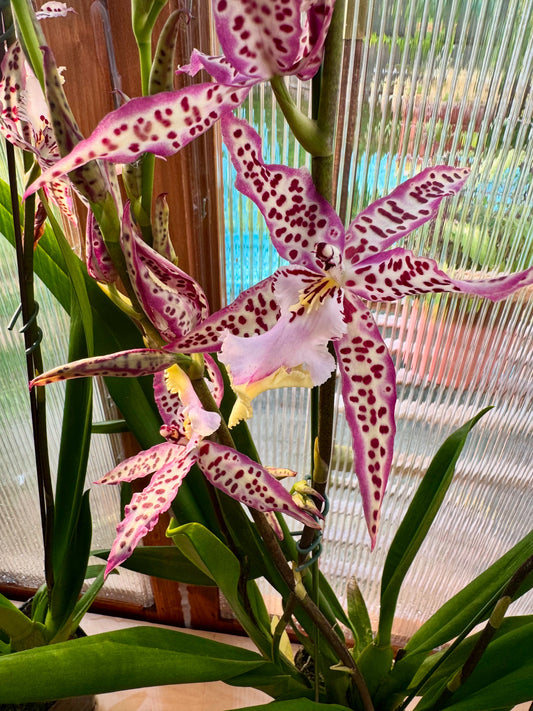 Aliceara Mem. Donald Yamada ‘FJ-72’ BS