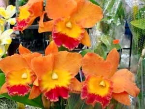 Potinara Hawaiian Thrill ‘Paradise’ NBS