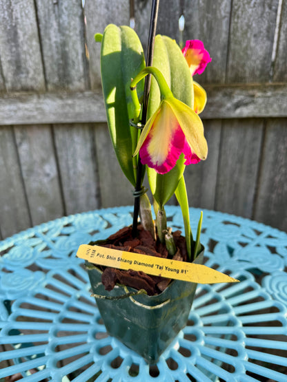 Potinara Shin Shiang Diamond ‘Tai Young #1’ IN BUD