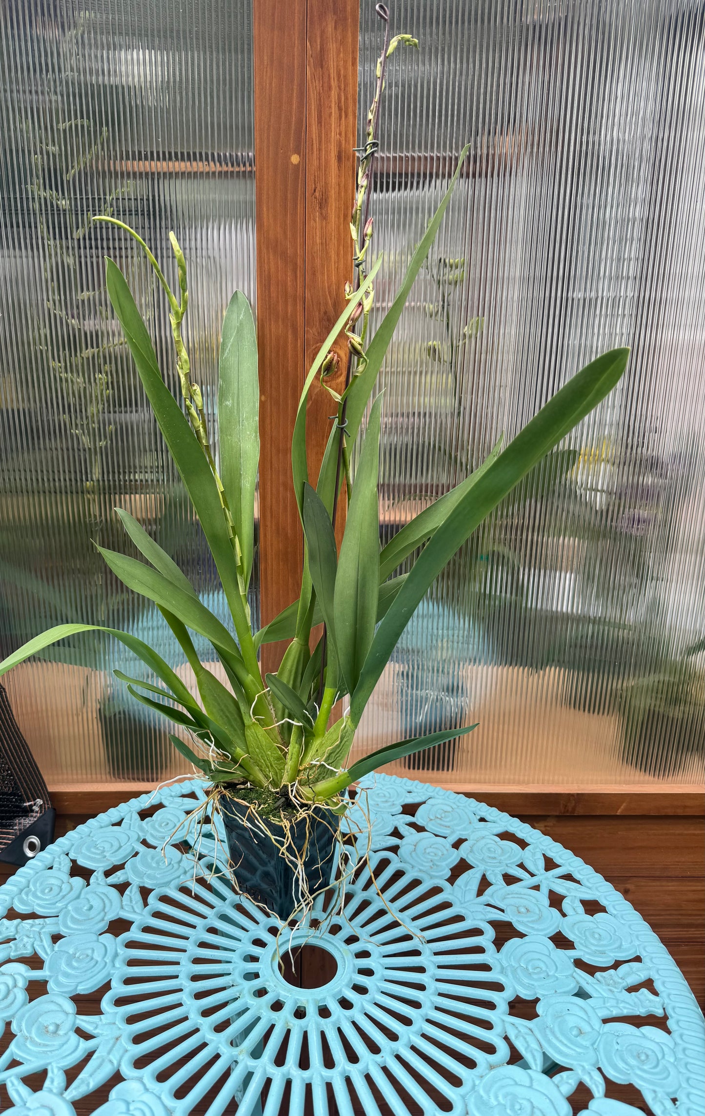 Oncostele Cantante ‘Los Robles’ BS