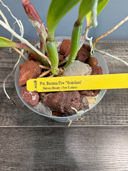 Potinara Burana Fire ‘Momilani’ NBS