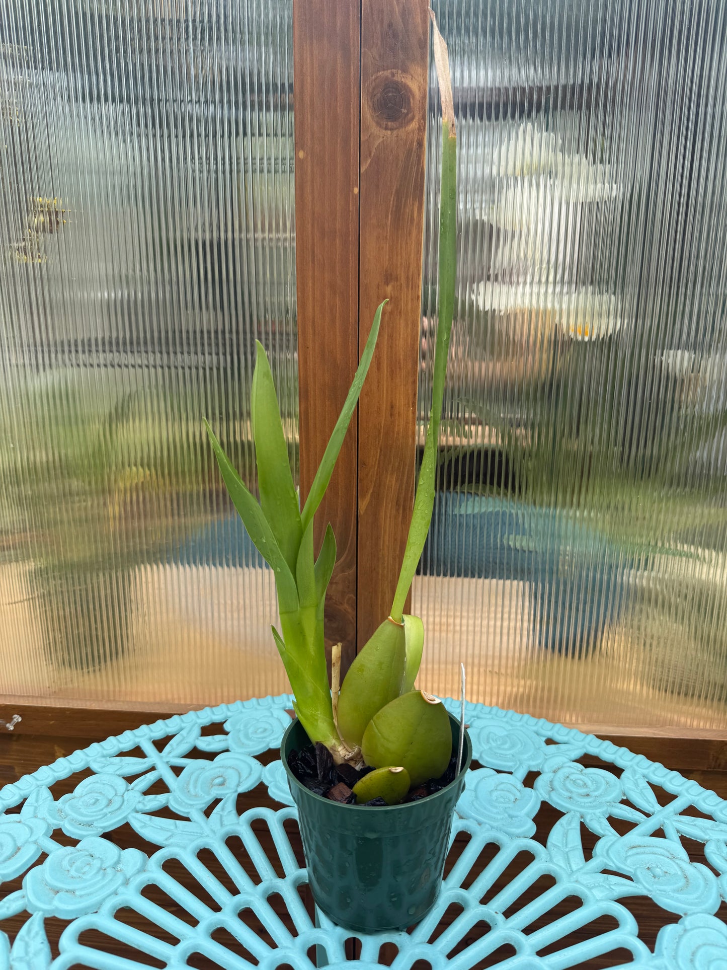 Oncidium Wildcat ‘Golden Red Star’ Division-Spiking