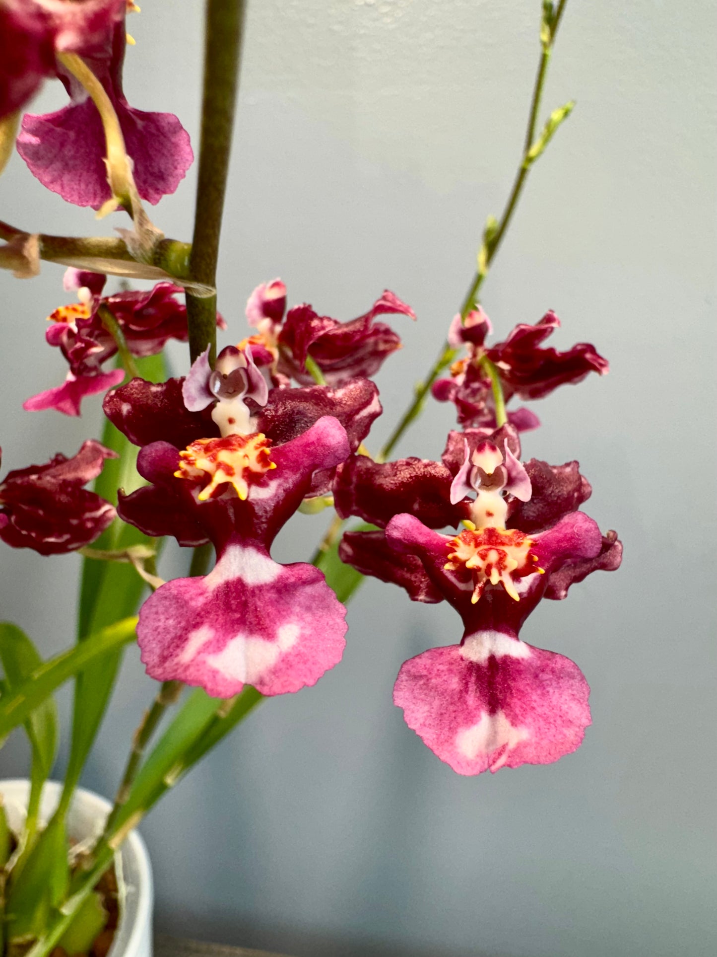 Oncidium Heaven Scent ‘Redolence’ IN SPIKE