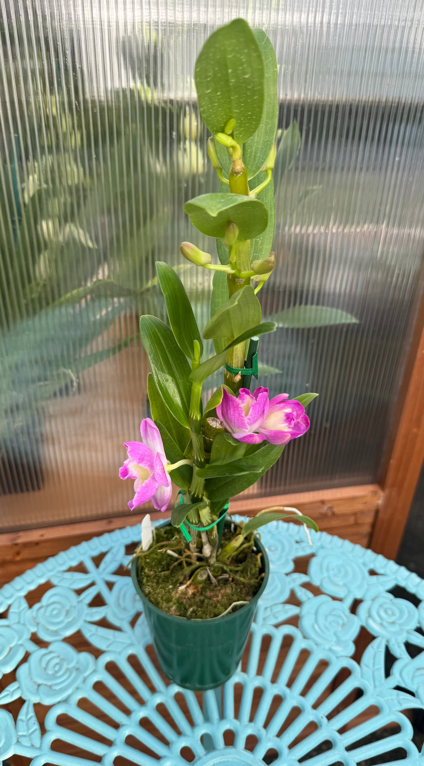 Dendrobium Violet Fizz ‘Luna’ IN BUD FRAGRANT