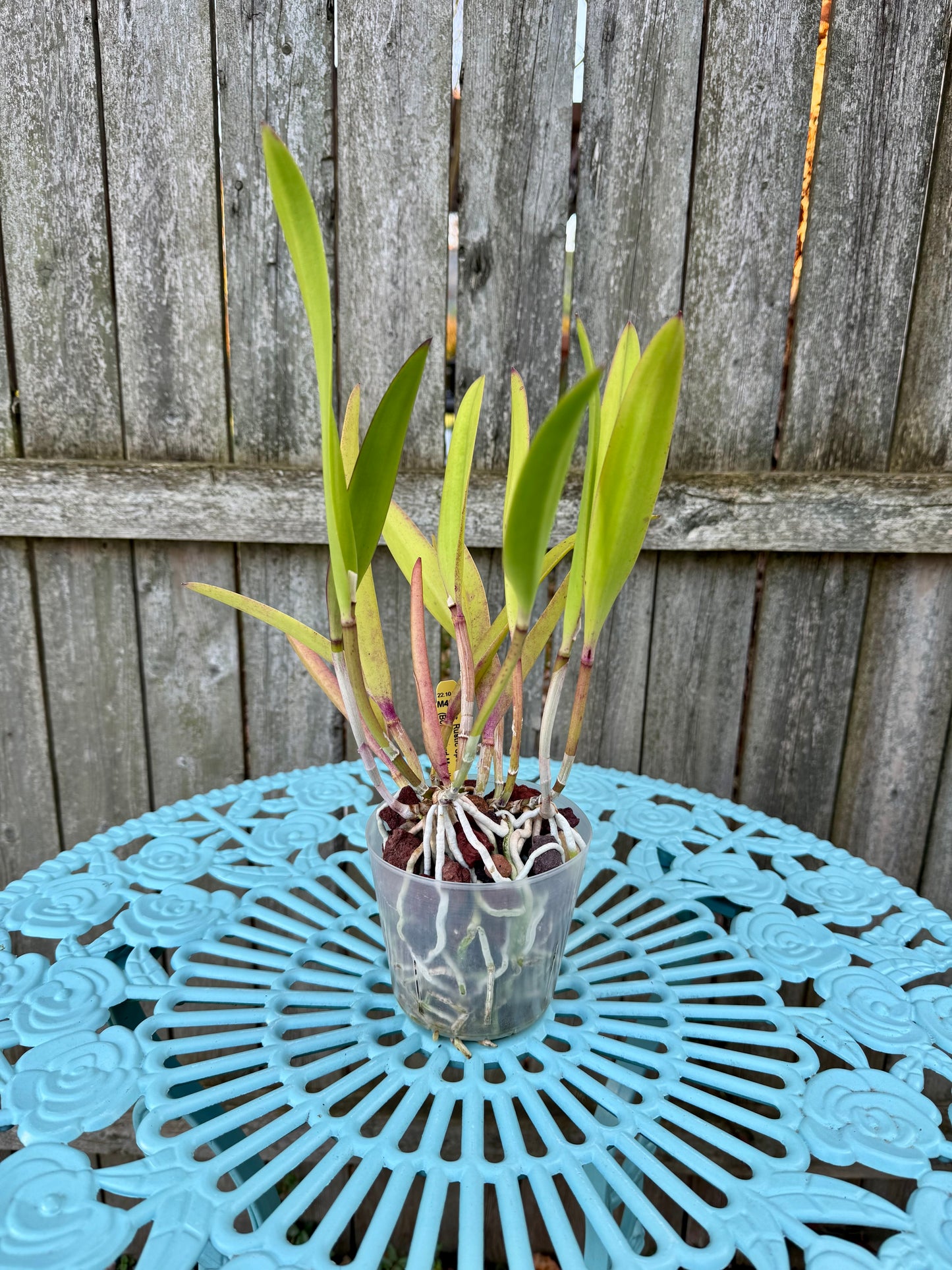 Brassocattleya Rustic Spots ‘H&R’ XL Plant