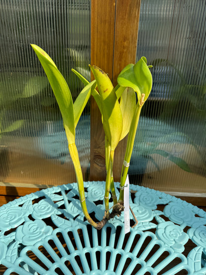Blc. Hawaiian Island Bride ‘#36’ BS BR Division