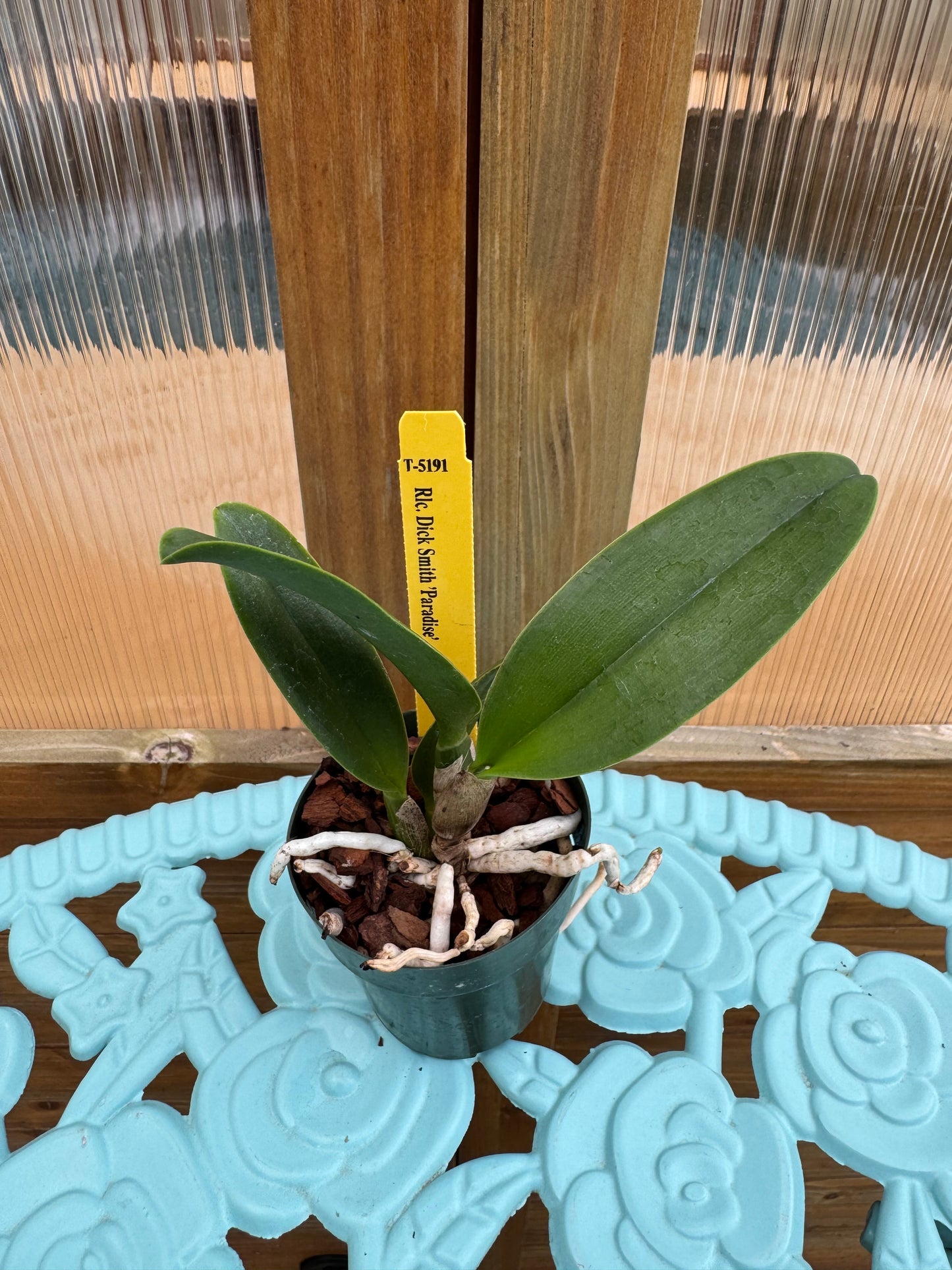 Rlc. Dick Smith ‘Paradise’ Seedling