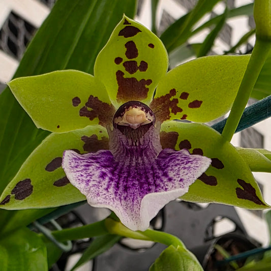 Zygoneria Adelaide Meadows IN BLOOM