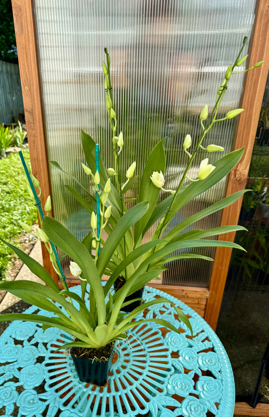 Miltoniopsis Snow Charm ‘Mauna Kea’ BS