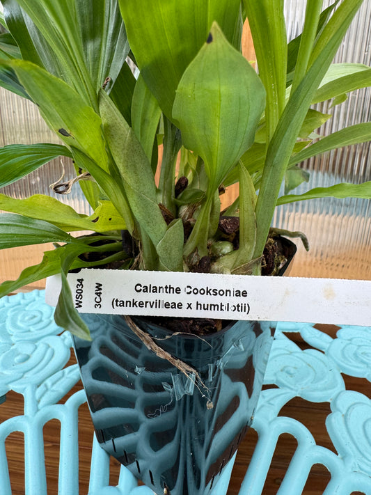 Calanthe Cooksoniae In BUD