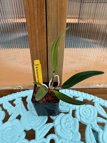 Blc. Hawaiian Passion ‘Carmela’ Seedling