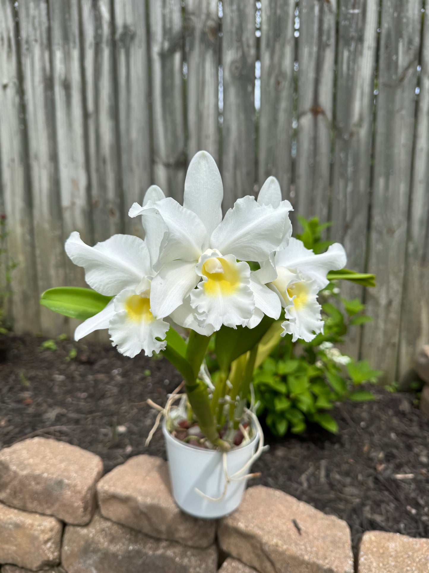 Blc. Hawaiian Island Bride ‘#36’ BS BR Division