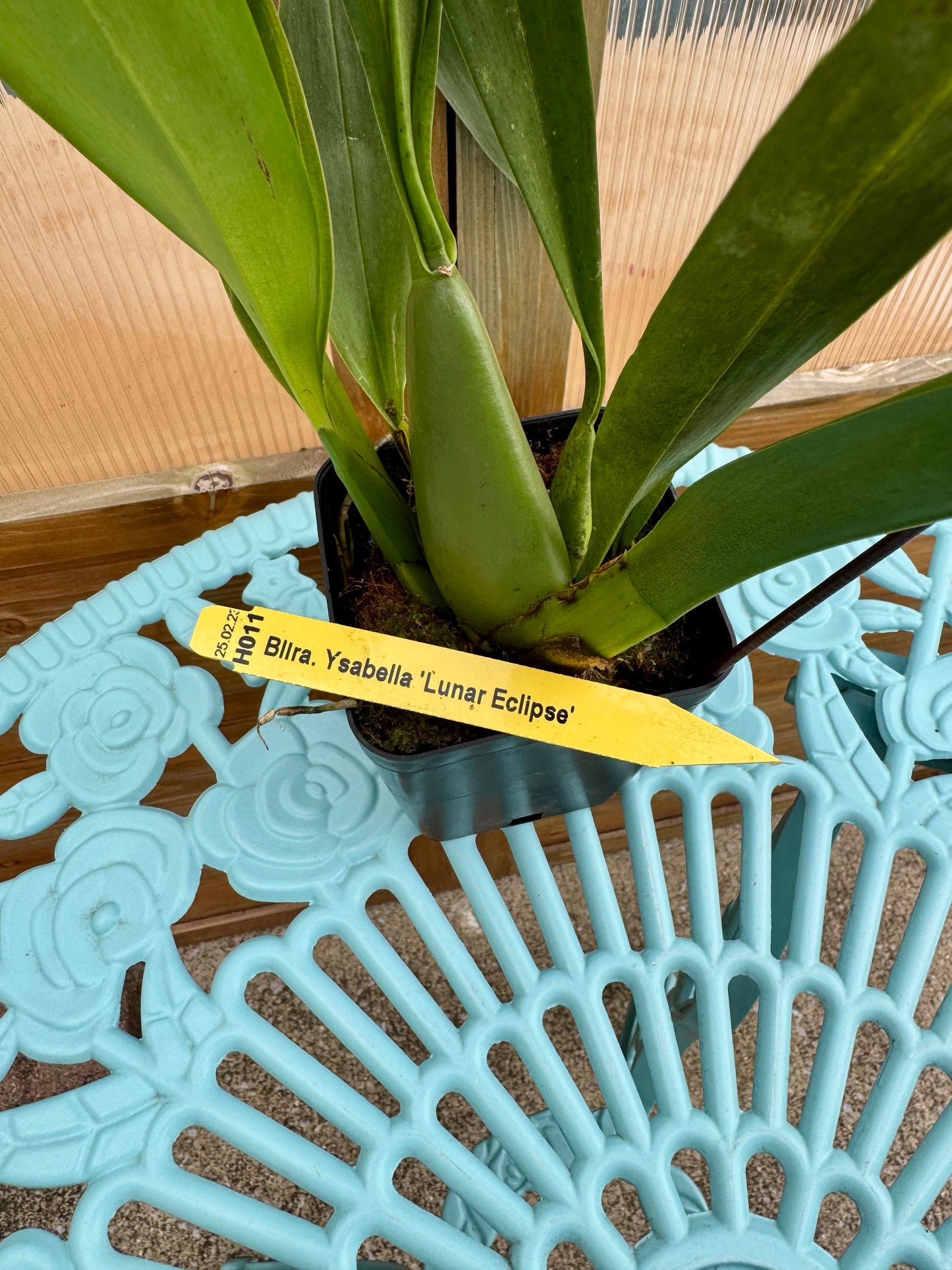 Beallara Ysabella ‘Lunar Eclipse’ BS