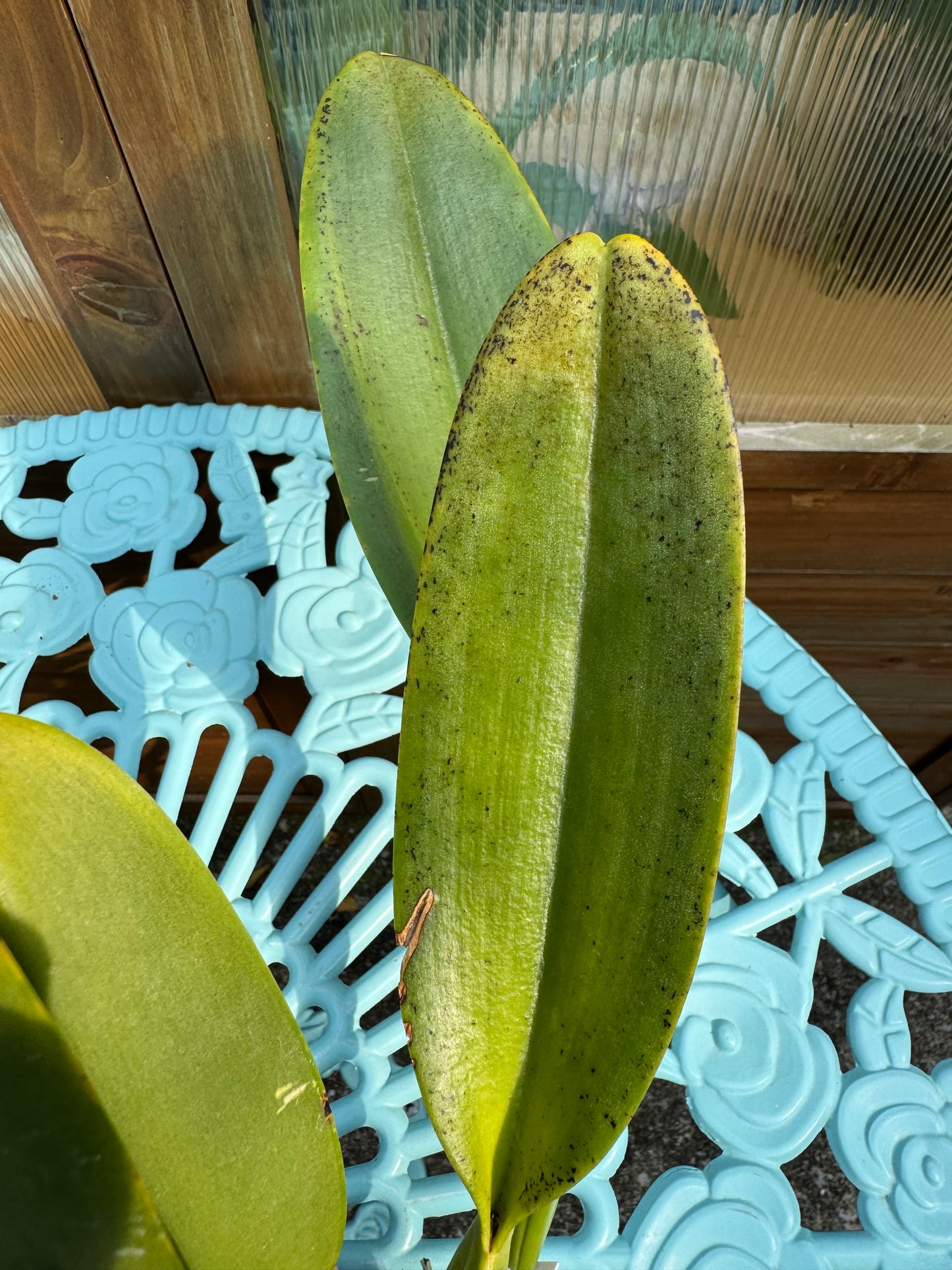 Blc. Shinaphat Diamond BS BR Division