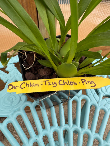 Oncidium Chian-Tzy Chiou-Ping IN BUD/BLOOM FRAGRANT