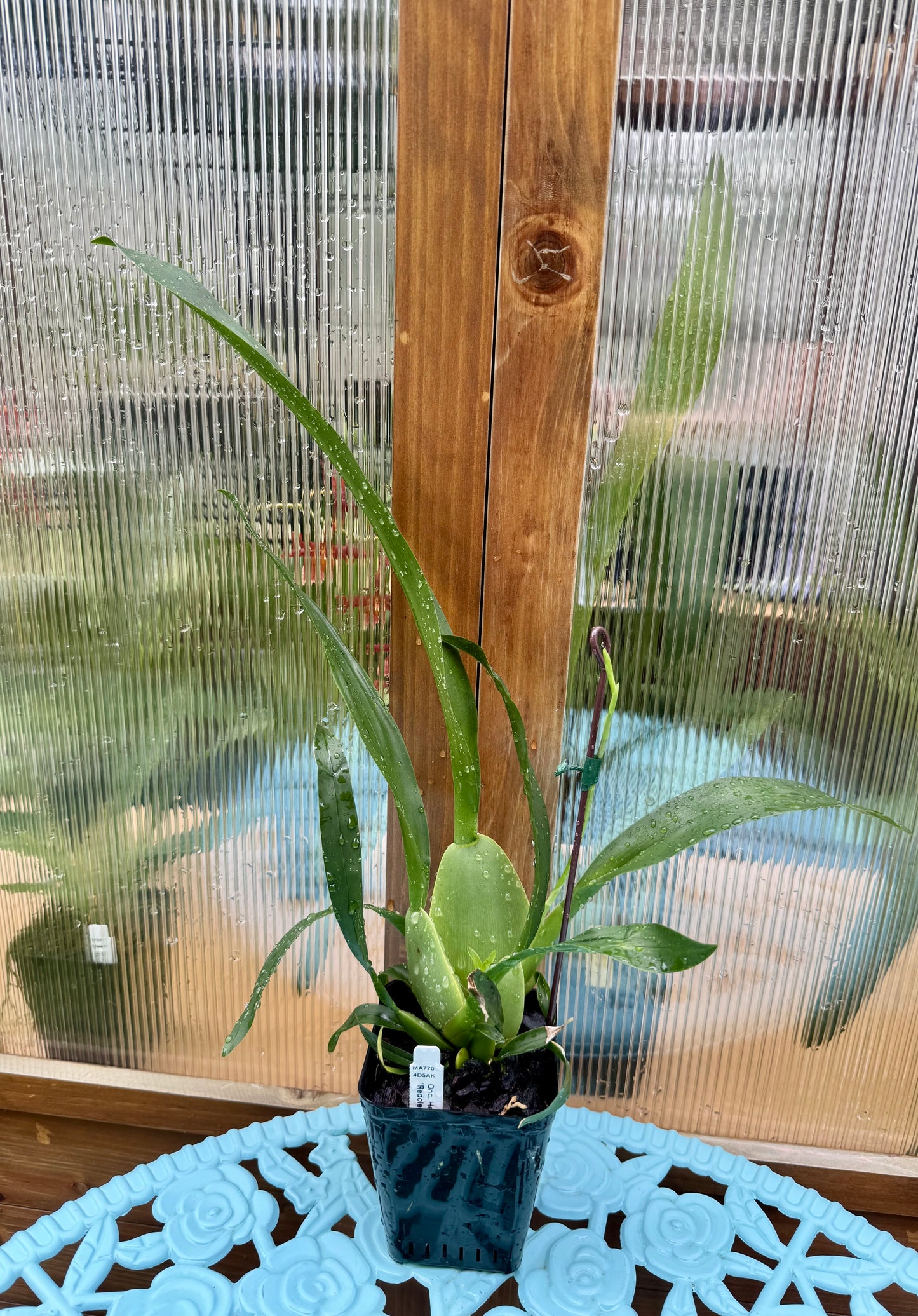 Oncidium Heaven Scent ‘Redolence’ IN SPIKE