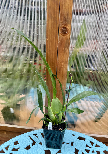 Oncidium Heaven Scent ‘Redolence’ IN SPIKE