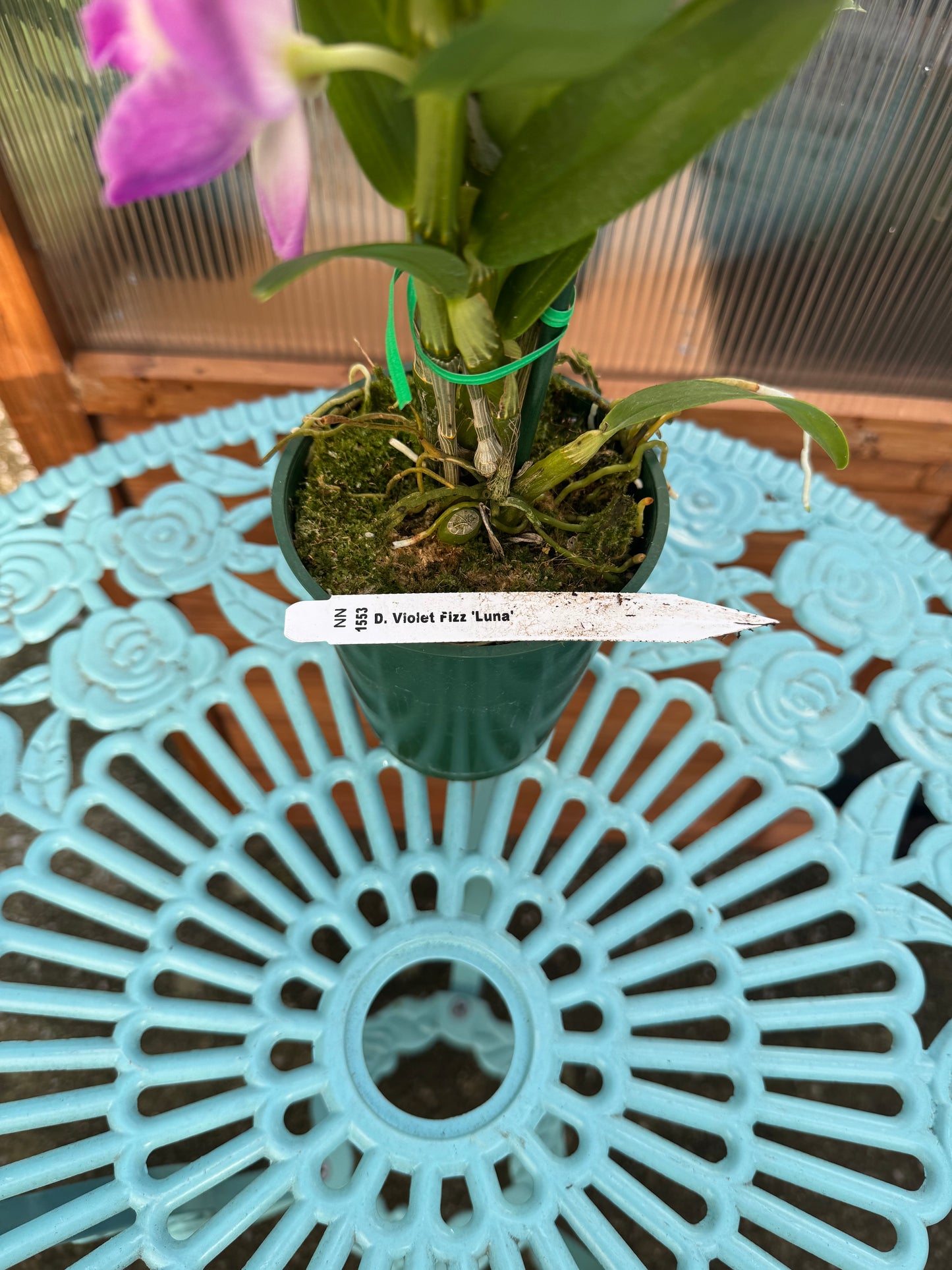 Dendrobium Violet Fizz ‘Luna’ IN BUD FRAGRANT