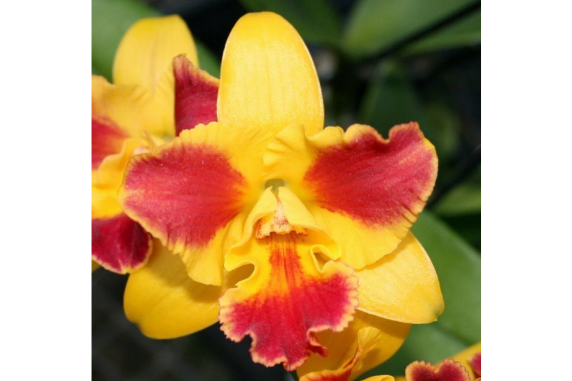 Potinara Burana Beauty ‘Burana’ BS Fresh Repot