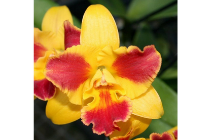 Potinara Burana Beauty ‘Burana’ BS Fresh Repot