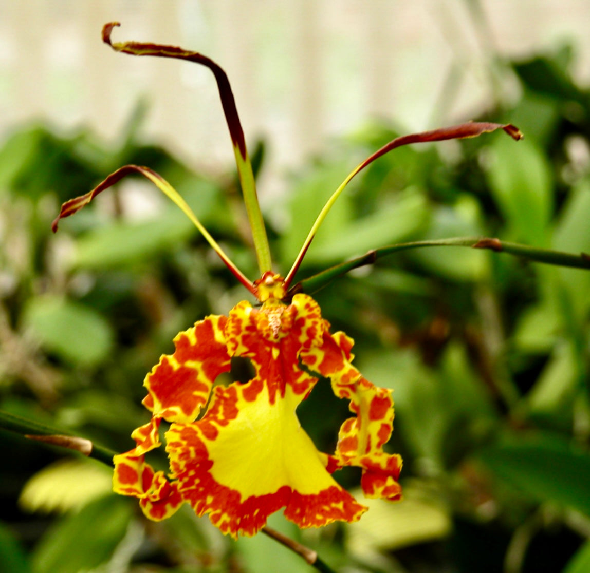 Psychopsis Mariposa ‘Green Valley’ SPIKING