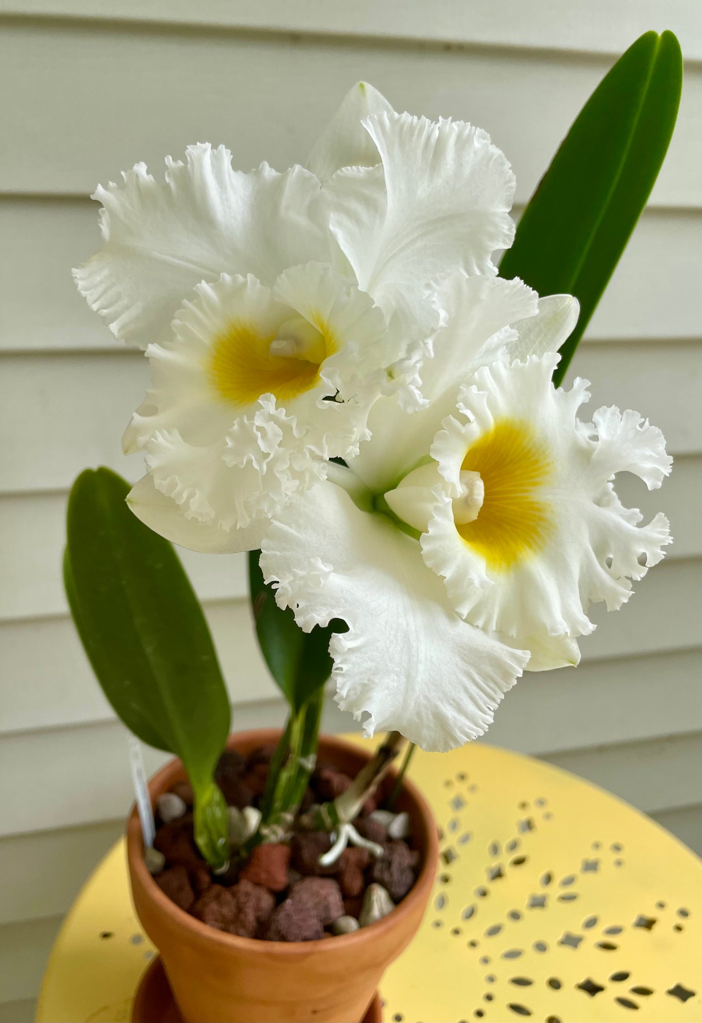 Blc. Shinaphat Diamond BS BR Division