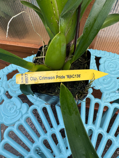 Oncidopsis Crimson Pride ‘MAC136’ DOUBLE SPIKES (Bud/Bloom)