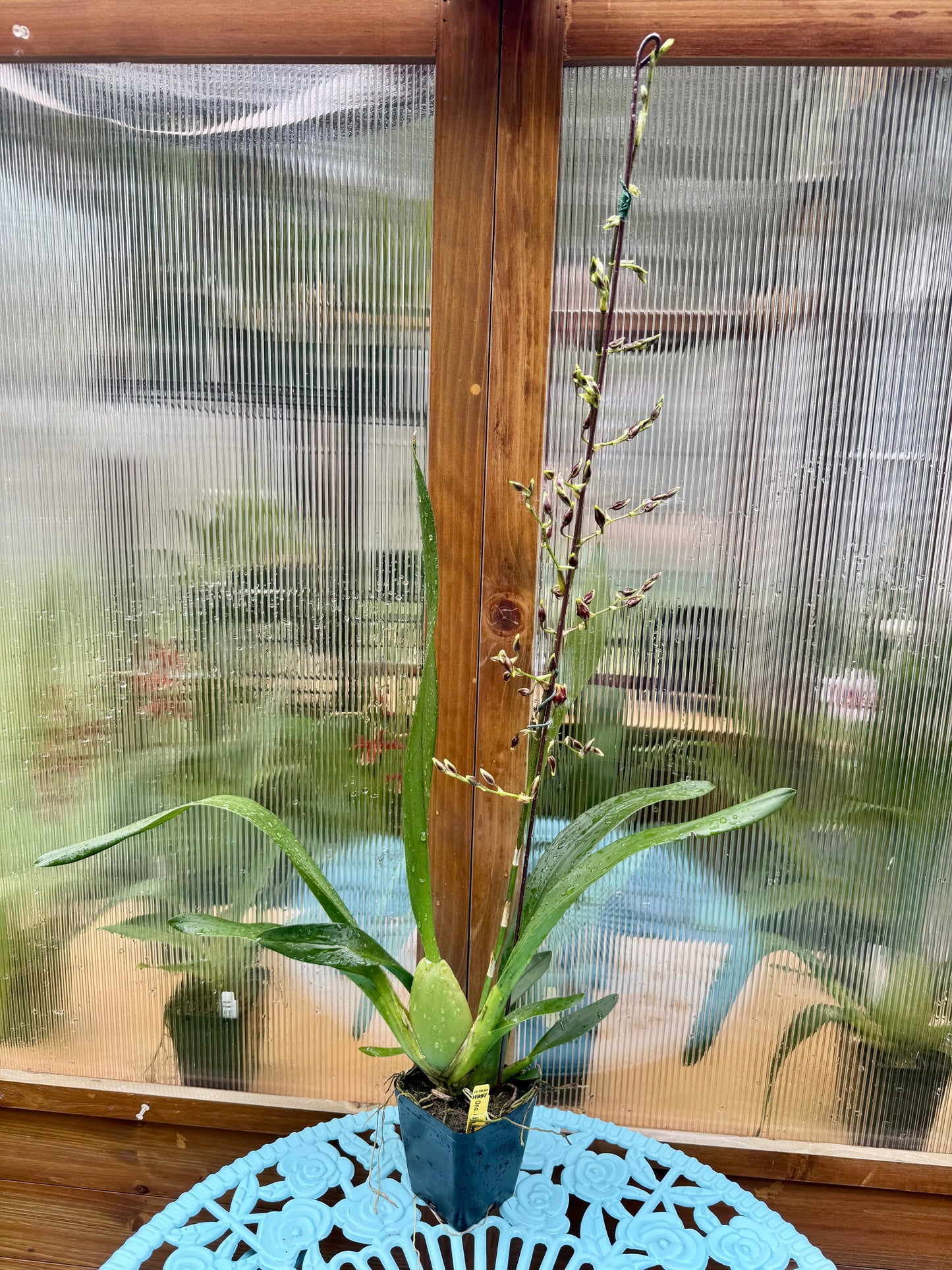 Oncidium Aka Baby ‘Raspberry Chocolate’ BS