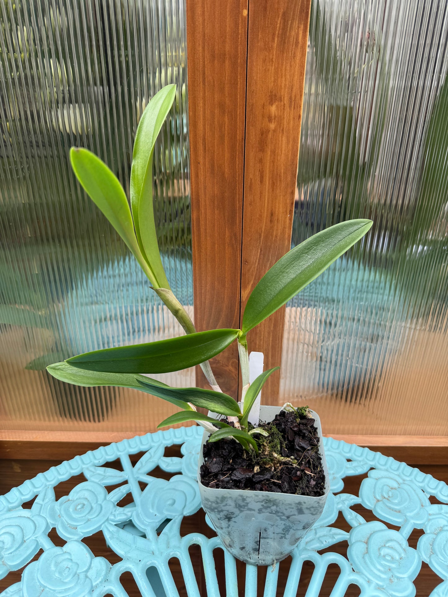 Bc. Tigrinodosa x C. Peckhaviensis BS