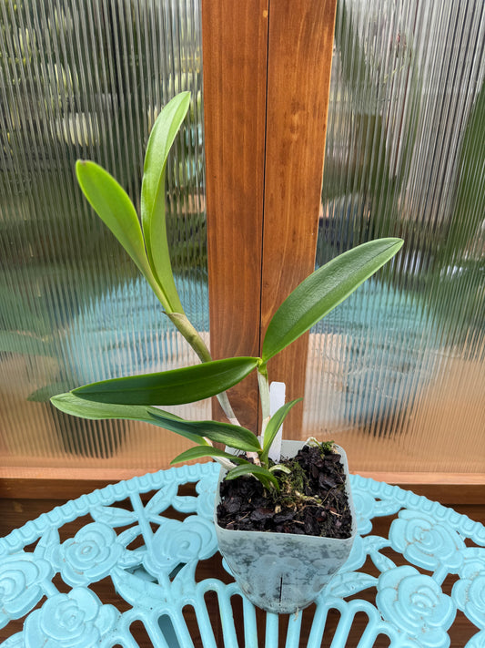 Bc. Tigrinodosa x C. Peckhaviensis BS