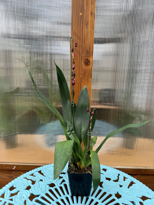 Oncidium Aloha Kapoho DOUBLE SPIKES