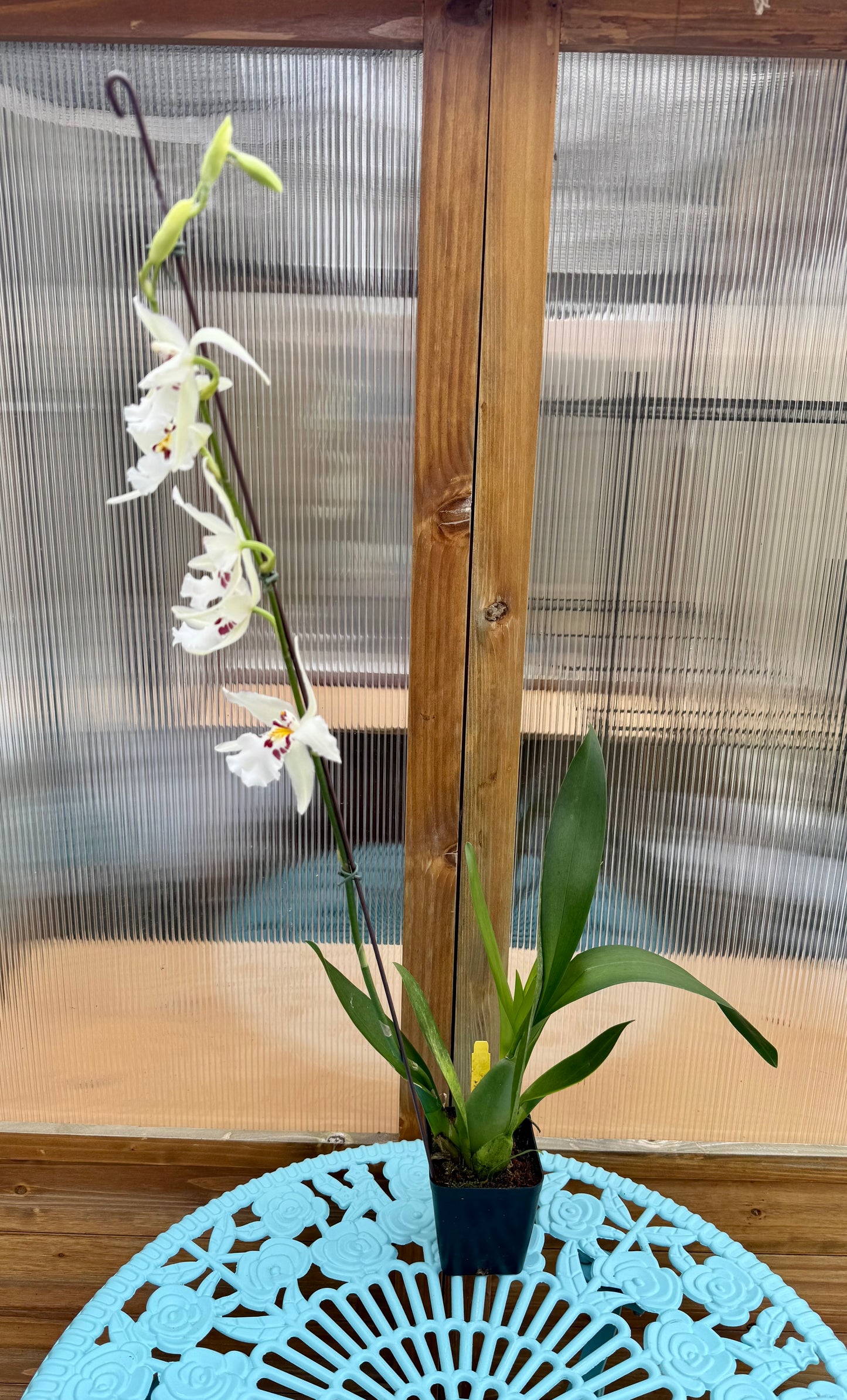 Beallara Ysabella ‘Lunar Eclipse’ BS