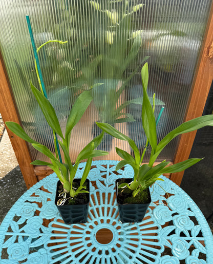 Miltonidium Honeybee BS