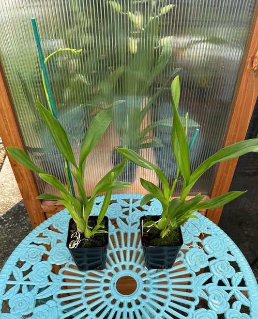 Miltonidium Honeybee BS