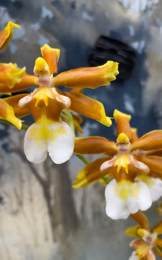 Oncostele Hilo Firecracker ‘Sangria’ IN SPIKE/BUD