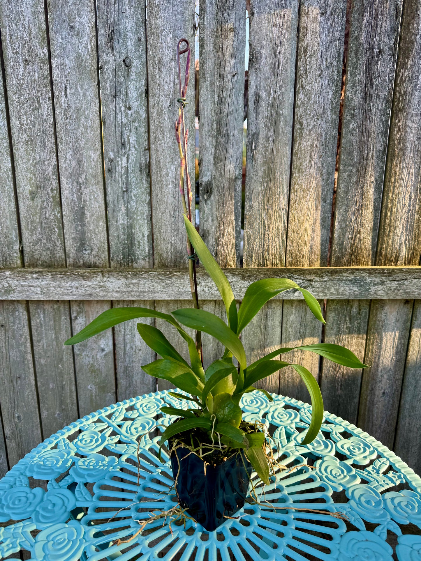 Oncidium Dorothy Wisnom ‘Golden Gate’ IN SPIKE/BUD