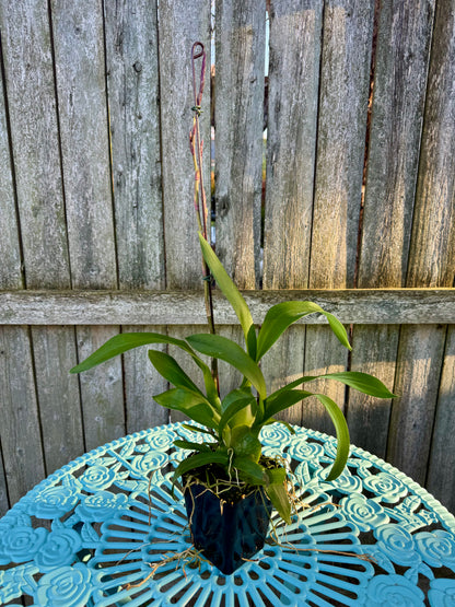 Oncidium Dorothy Wisnom ‘Golden Gate’ IN SPIKE/BUD