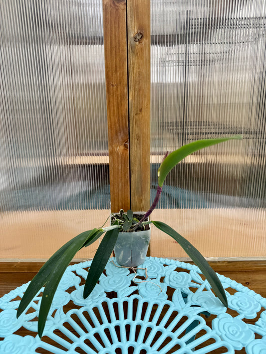 Bc. Tiger Butter HIGHLY FRAGRANT BS