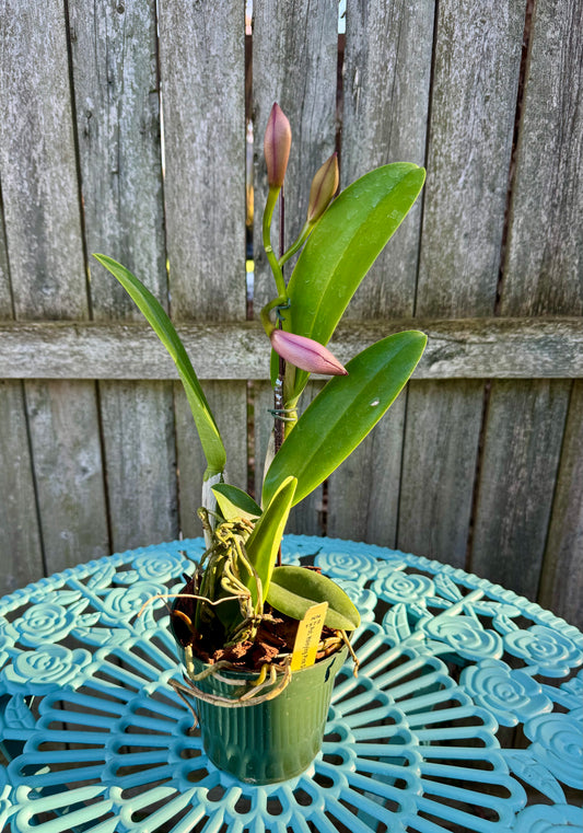 Potinara Hsinying Pink Doll ‘Pink Doll’ BS XL Plant