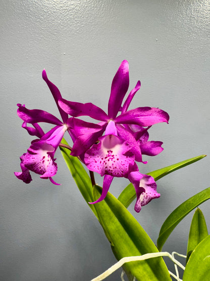 Bct. Taiwan Mermaid ‘STK’ BAREROOT XL Plant