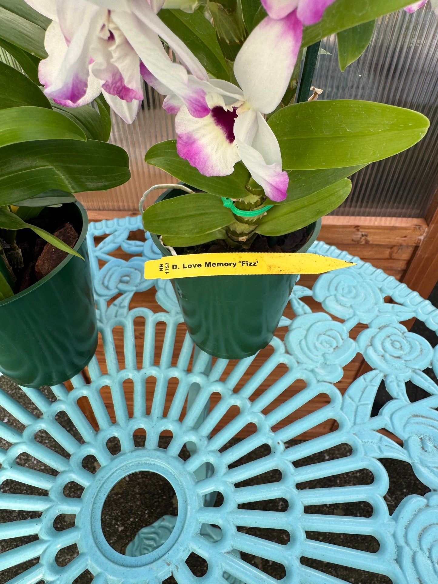 Dendrobium Love Memory ‘Fizz’