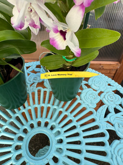 Dendrobium Love Memory ‘Fizz’