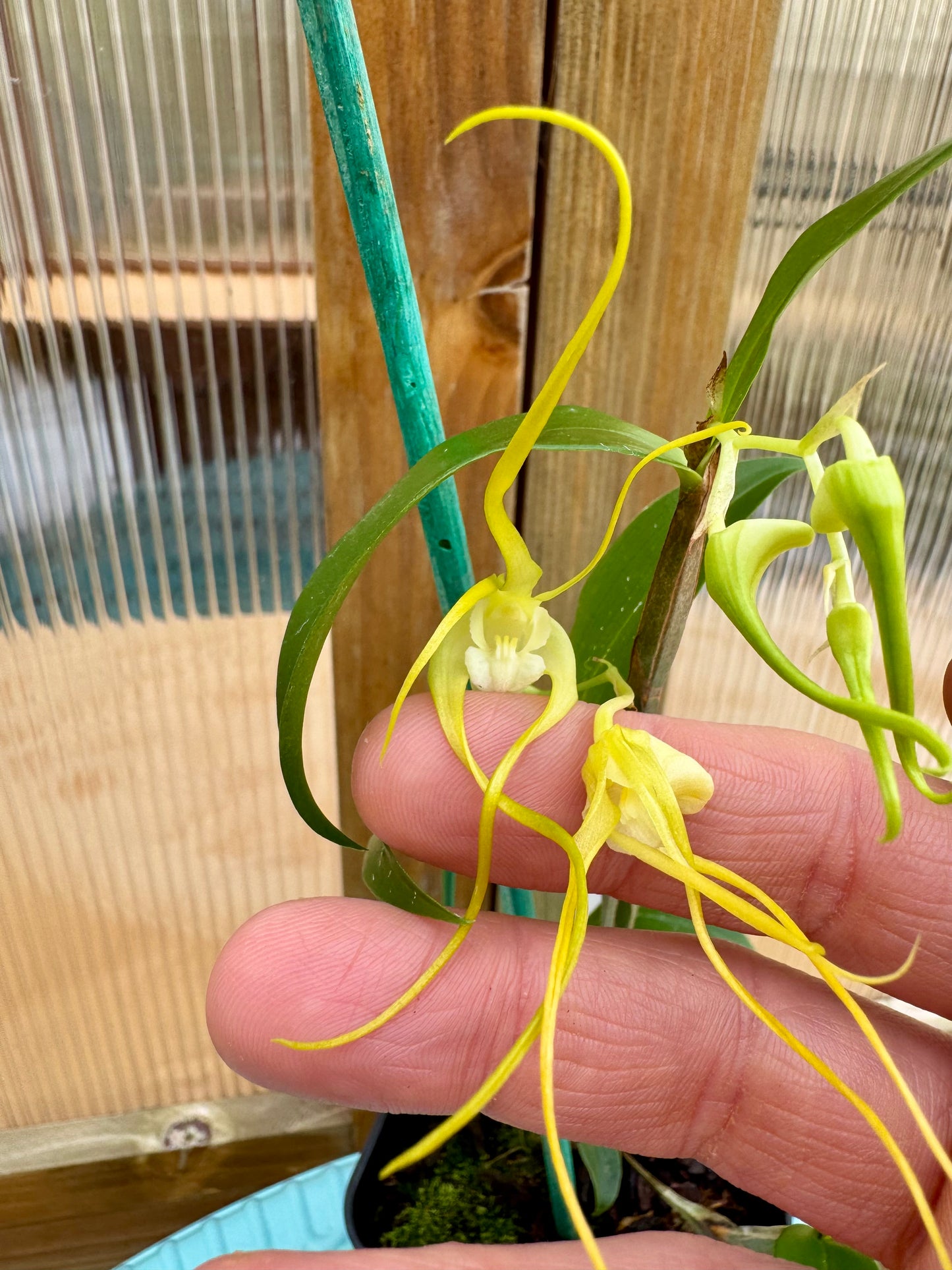 Dendrobium tetragonum var album. IN BUD/BLOOM FRAGRANT